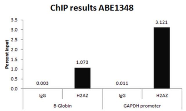 Anti-Histone H2A.Z Antibody (C-term)