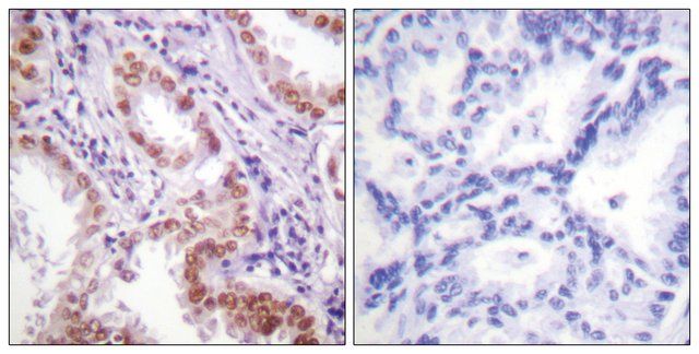 Anti-Histone H3 antibody produced in rabbit