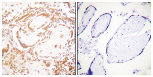 Anti-Histone H4 antibody produced in rabbit