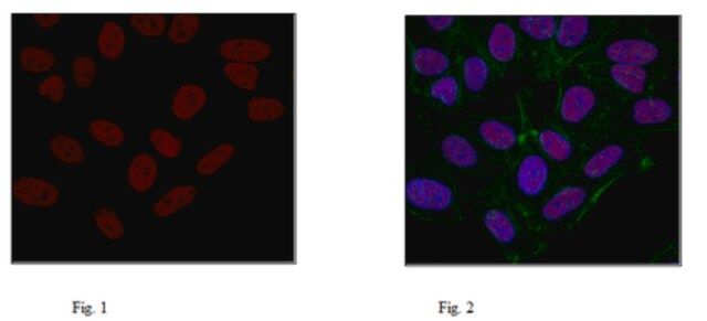 Anti-Histone H3.3 Antibody, clone 4H2D7