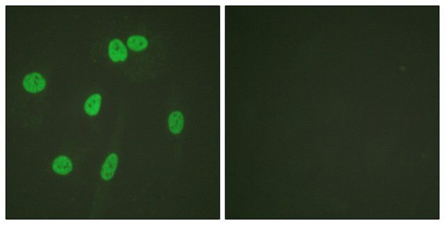 Anti-Histone H3 antibody produced in rabbit