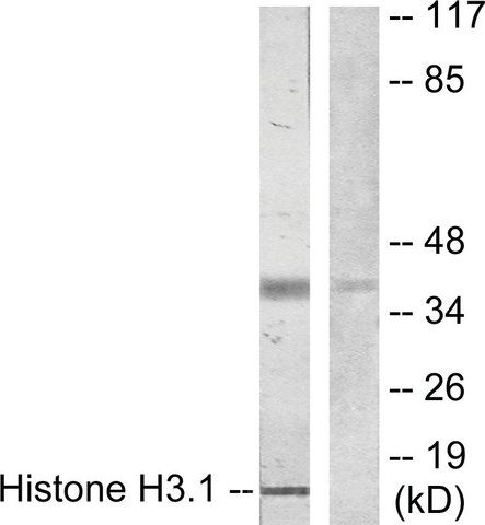 Anti-Histone H3.1 antibody produced in rabbit