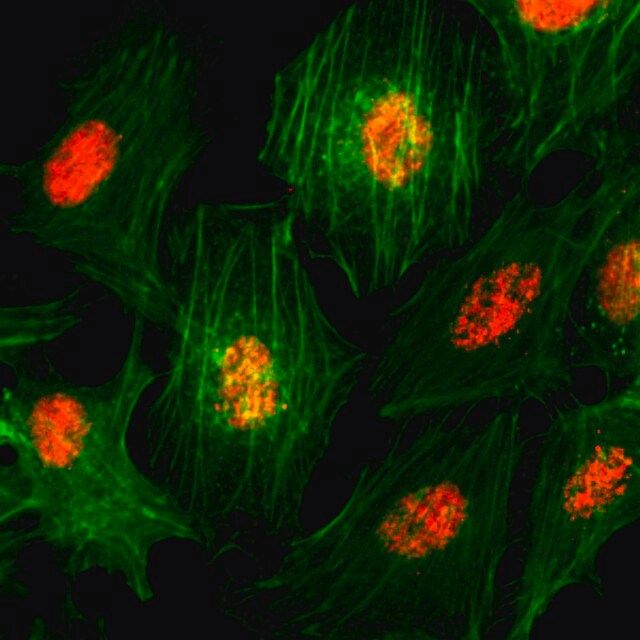 Anti-Histone H3 pan antibody, Rabbit monoclonal