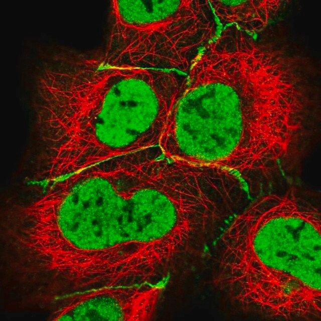 Anti-HLA-DPB1 antibody produced in rabbit