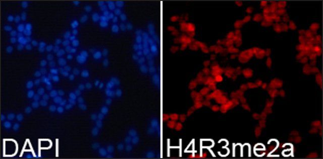 Anti-Histone H4R3me2a antibody produced in rabbit