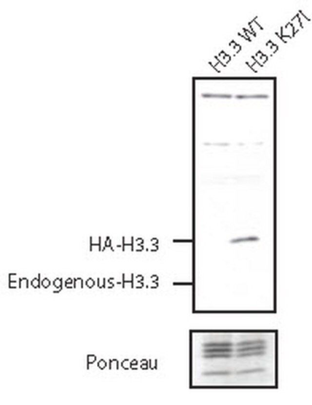 Anti-Histone H3.3 K27I