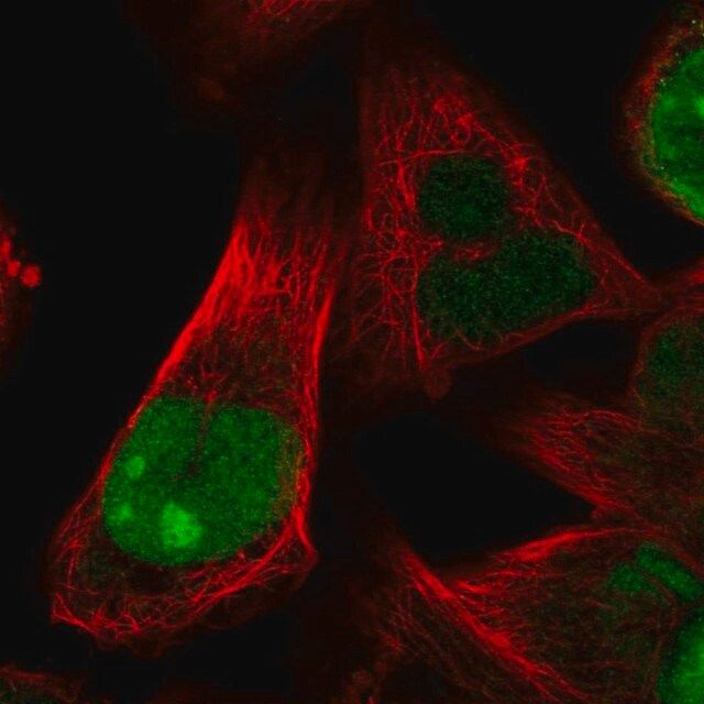 Anti-HJURP antibody produced in rabbit