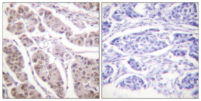 Anti-Histone H4 antibody produced in rabbit