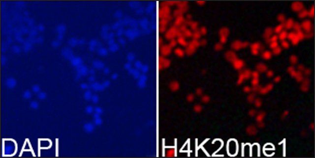 Anti-Histone H4K20me1 antibody produced in rabbit