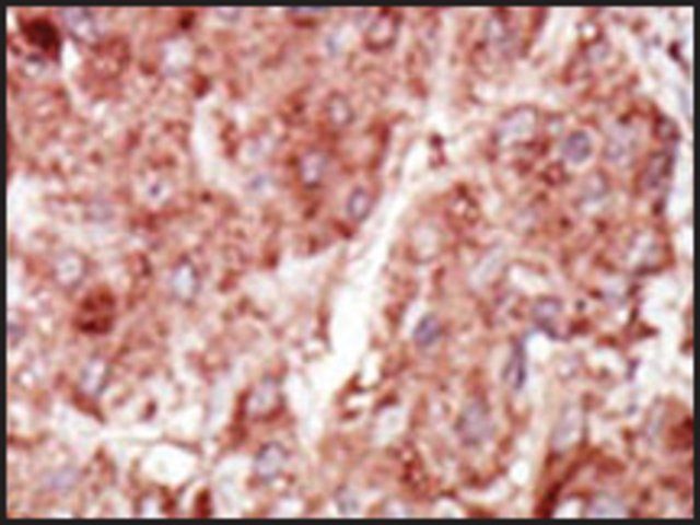 Anti-HK3 (C-term) antibody produced in rabbit