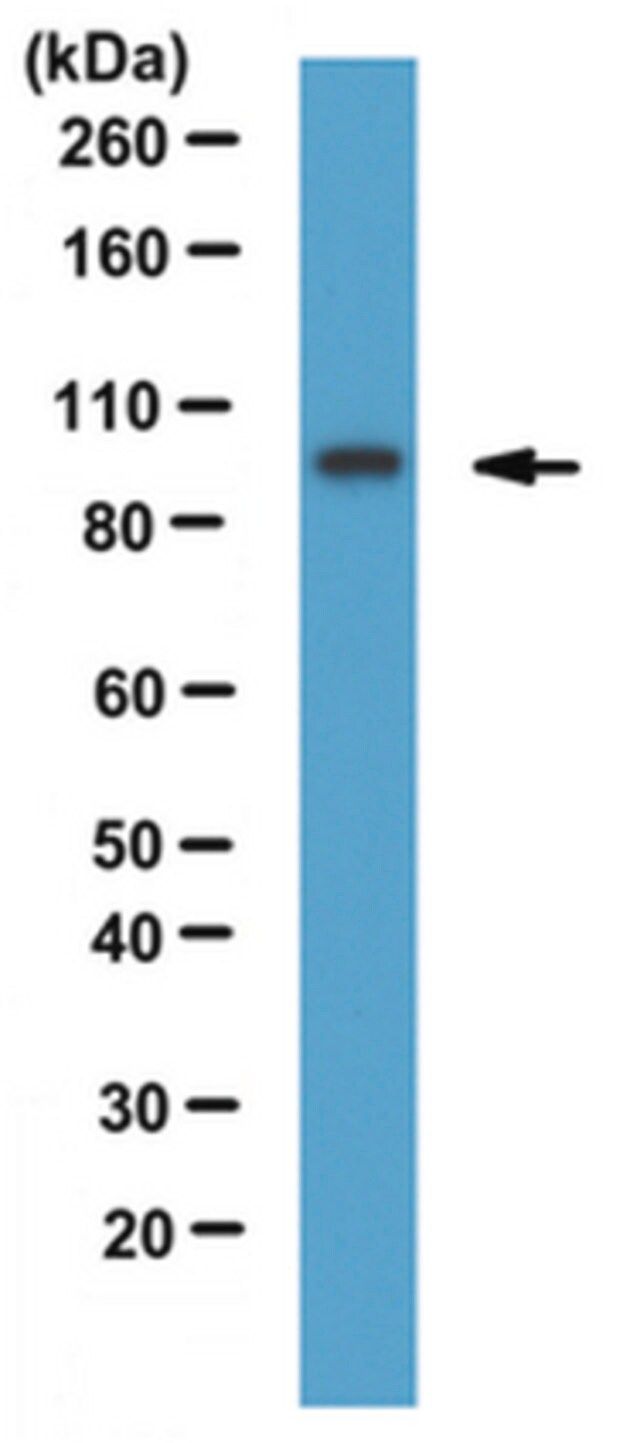 Anti-HJURP Antibody, clone 144K/B1