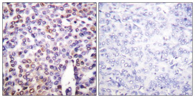 Anti-Histone H4 antibody produced in rabbit