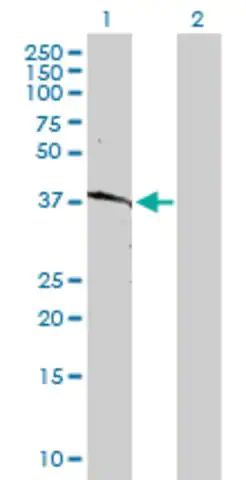 Anti-HLA-B antibody produced in rabbit