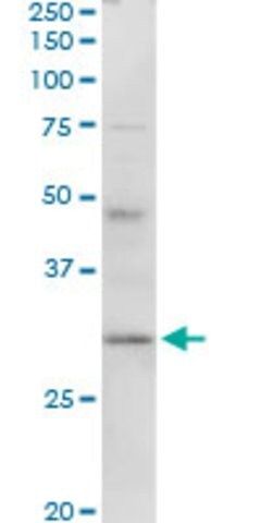 Anti-HLA-DMA antibody produced in rabbit