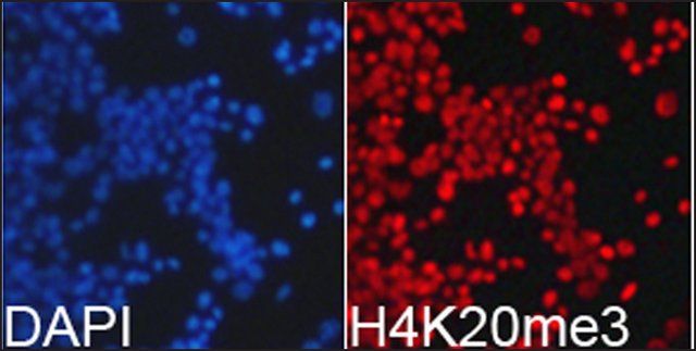 Anti-Histone H4K20me3 antibody produced in rabbit