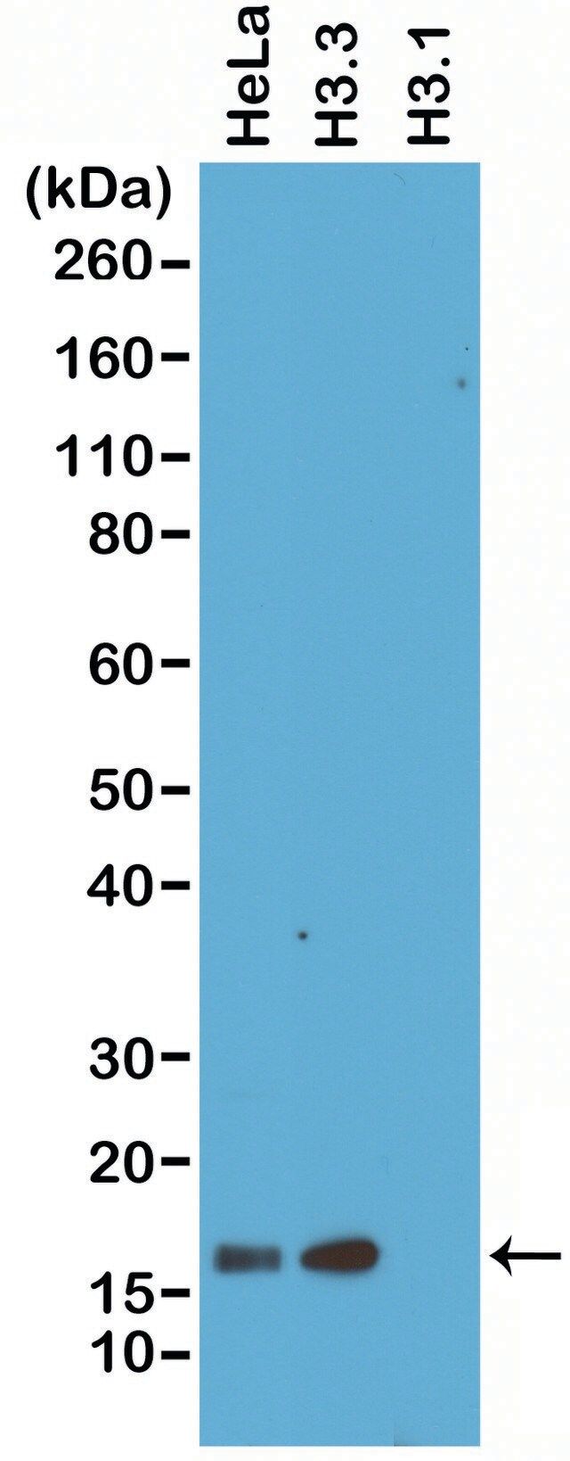 Anti-Histone H3.3 antibody, Rabbit monoclonal