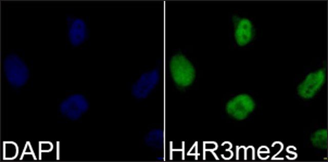 Anti-Histone H4R3me2s antibody produced in rabbit