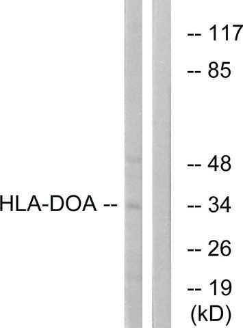 Anti-HLA-DOA antibody produced in rabbit