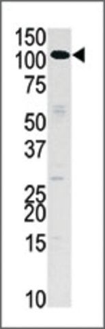 Anti-HK3 (N-term) antibody produced in rabbit