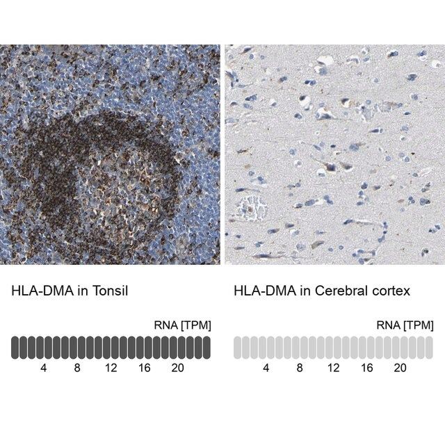 Anti-HLA-DMA antibody produced in rabbit