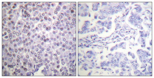 Anti-Histone H4 antibody produced in rabbit