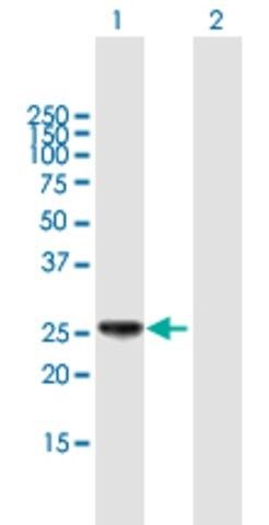 Anti-HLA-DPB1 antibody produced in mouse