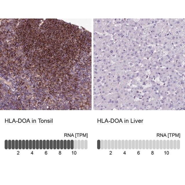 Anti-HLA-DOA antibody produced in rabbit