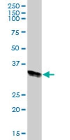 Anti-HLA-DRA antibody produced in mouse