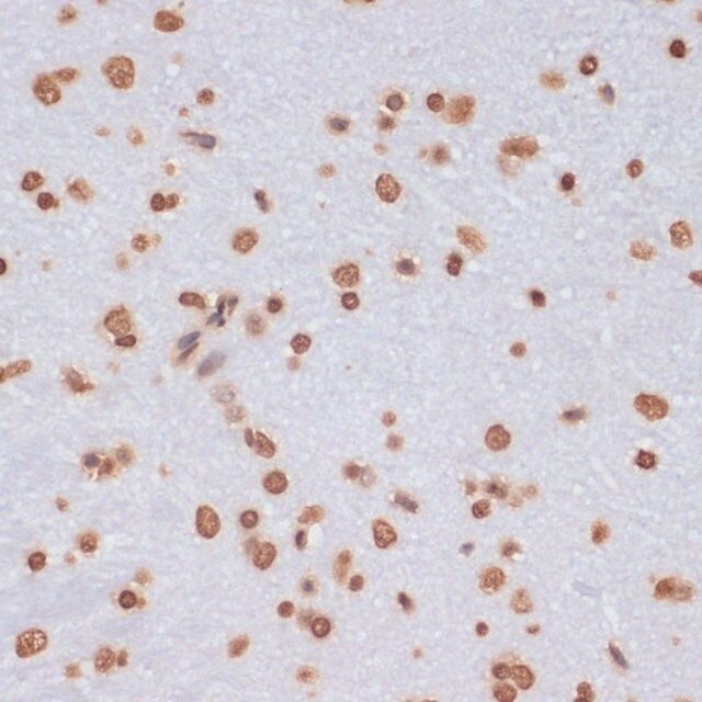 Anti-Histone H3 antibody produced in rabbit