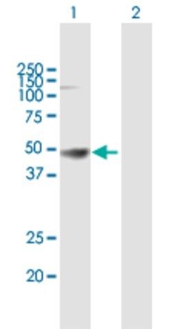 Anti-HLA-A antibody produced in mouse