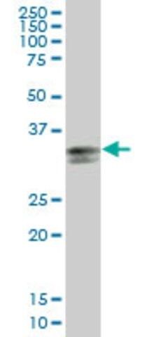 Anti-HLA-DPA1 antibody produced in mouse