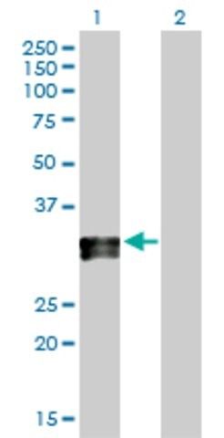 Anti-HLA-DPA1 antibody produced in rabbit