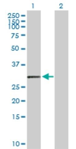 Anti-HLA-DOA antibody produced in rabbit