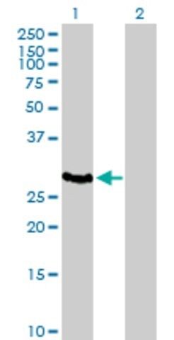 Anti-HLA-DOA antibody produced in mouse