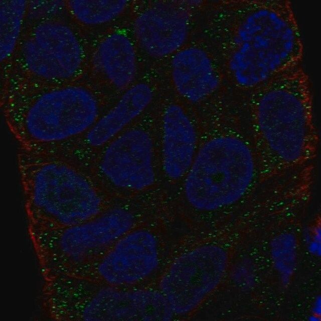 Anti-HLA-DMA antibody produced in rabbit