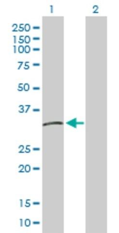 Anti-HLA-DMB antibody produced in rabbit