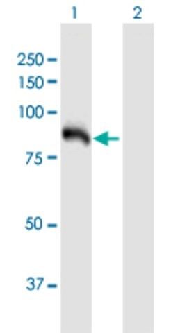 Anti-HK3 antibody produced in mouse