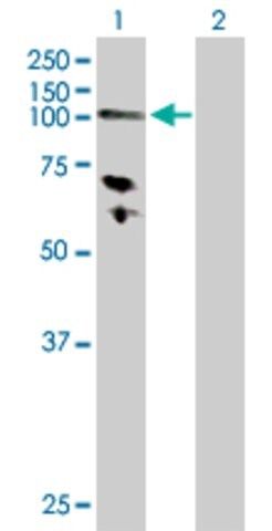 Anti-HK3 antibody produced in rabbit