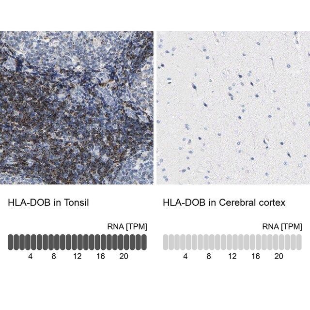 Anti-HLA-DOB antibody produced in rabbit