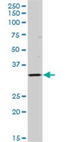 Anti-HLA-DOB antibody produced in mouse