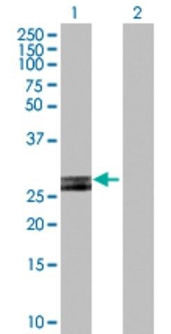 Anti-HLA-DOB antibody produced in rabbit