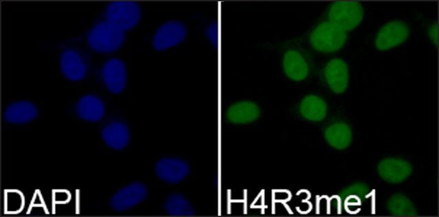 Anti-Histone H4R3me1 antibody produced in rabbit