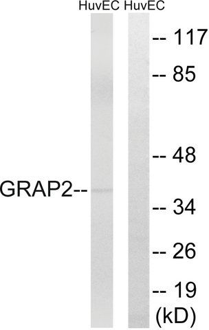 Anti-GRAP2 antibody produced in rabbit