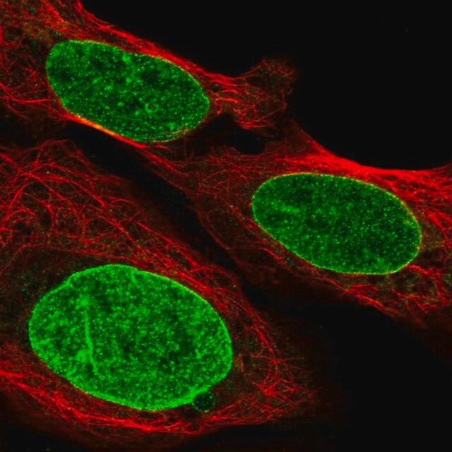 Anti-GTF3C3 antibody produced in rabbit