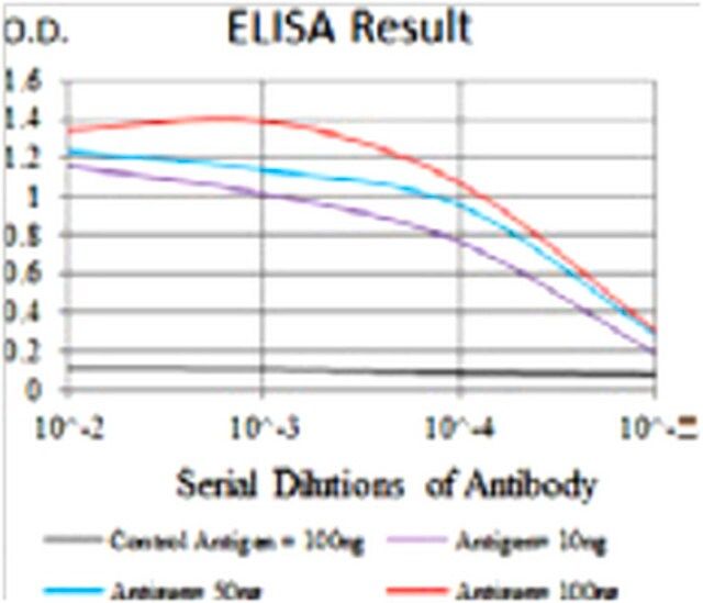 Anti-HAS2, clone 4E7 Antibody