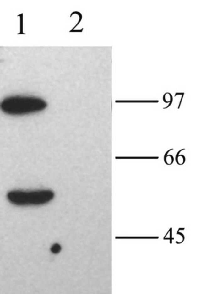 Anti-HCN2 Antibody