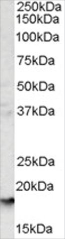 Anti-Glycophorin A antibody produced in goat