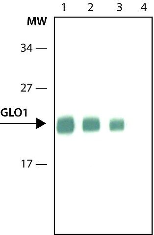 Anti-Glyoxalase I antibody, Rat monoclonal