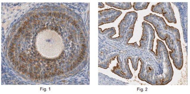 Anti-Glypican-6 Antibody, clone 6A7.1