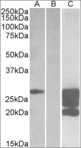 Anti-GM2A antibody produced in goat